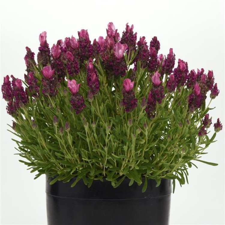 Lavandula Stoechas Bandera "Deep Rose" - во саксија Ø12 Lavandula Stoechas Bandera "Deep Rose" - во саксија Ø12